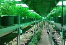 Cannabis Industry Future Prediction